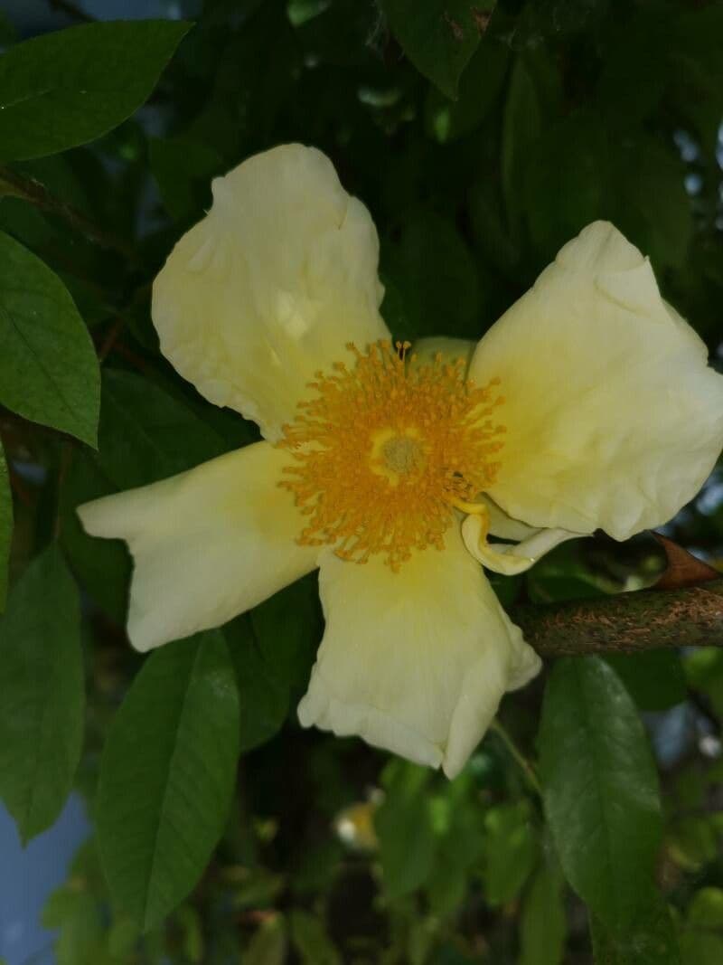 Macartney-Rose