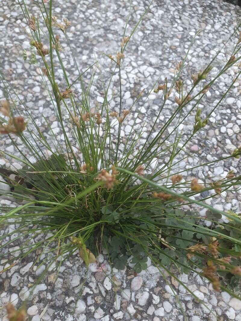 Giunco esile 16