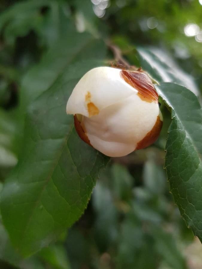 Camelia dello Yunnan 3