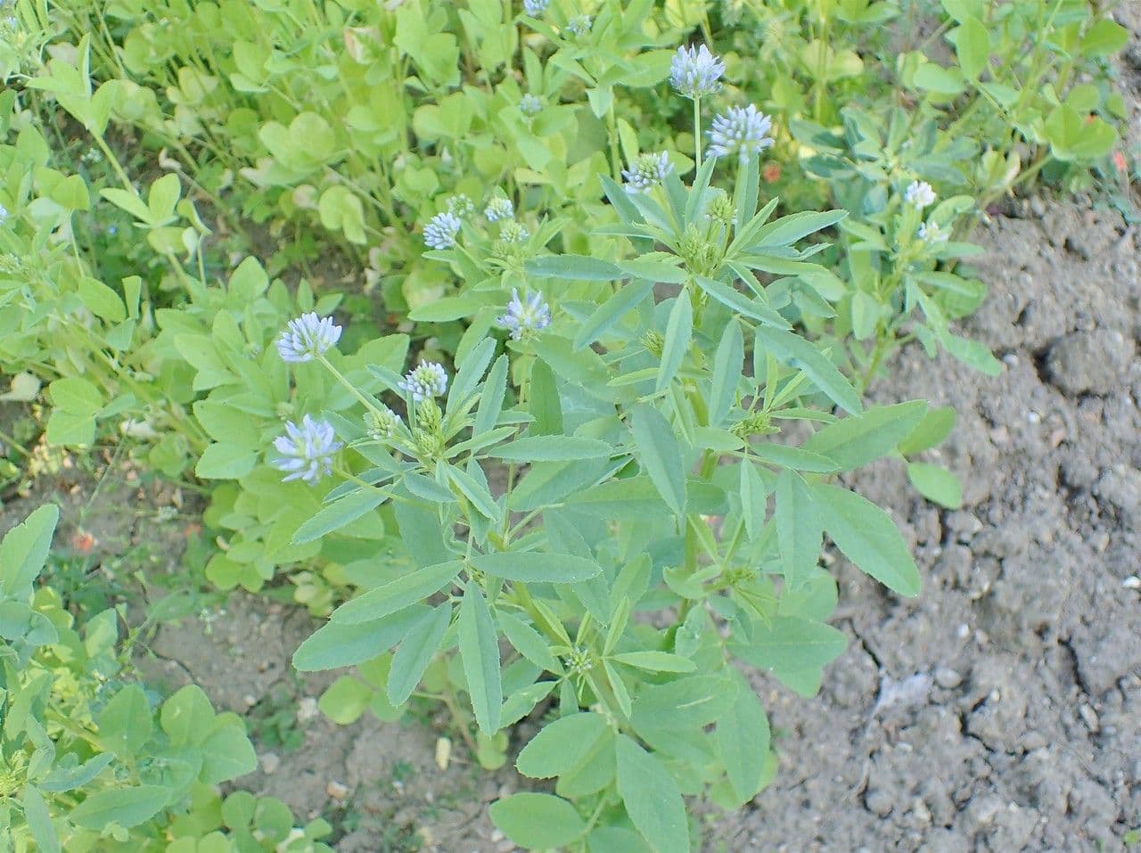 Fieno greco blu 11