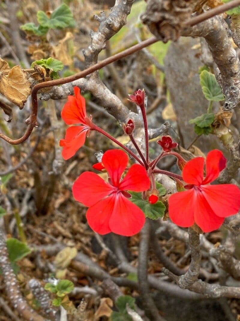 Geranium 5