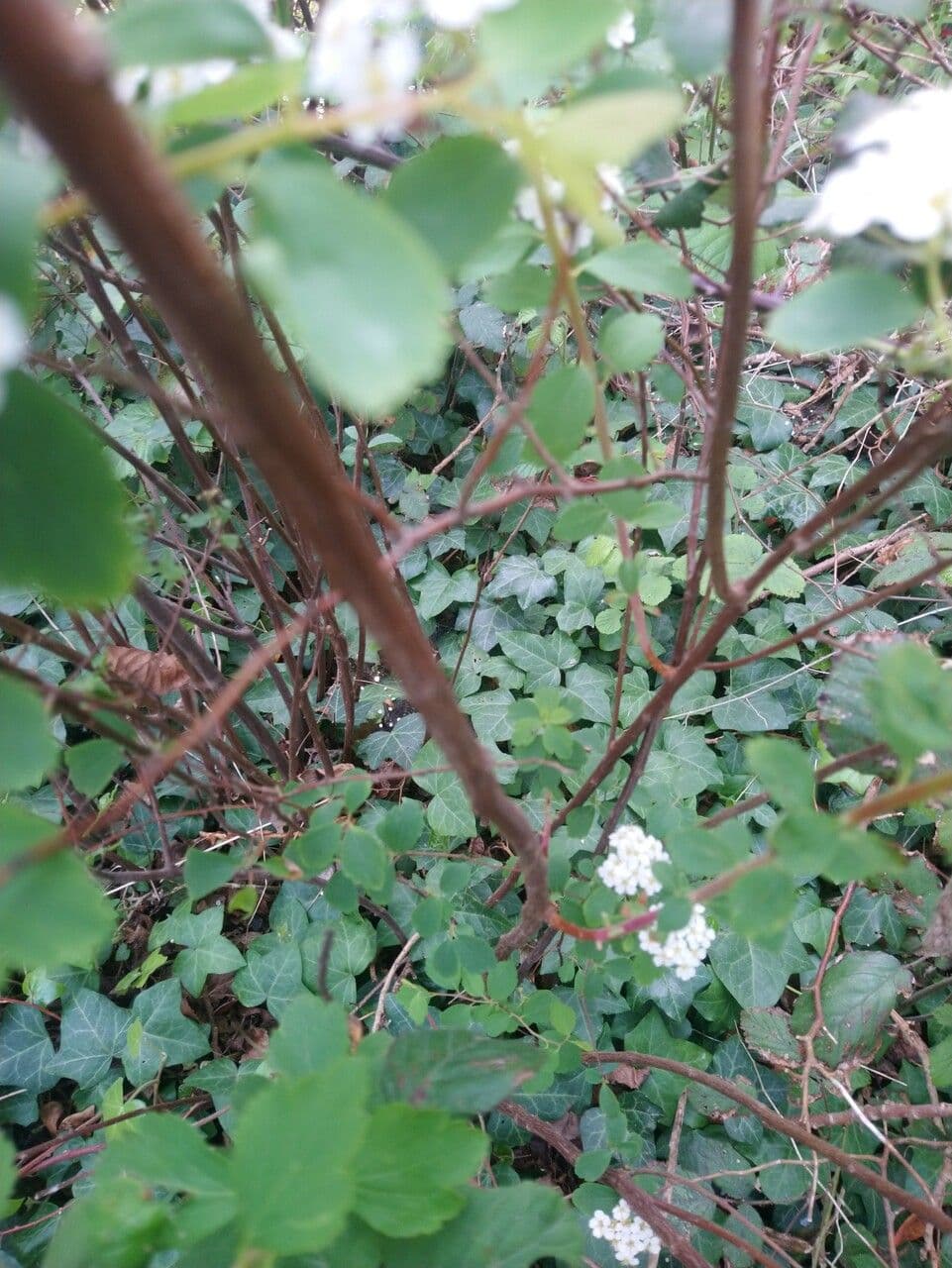 Prunenkätzchen 23