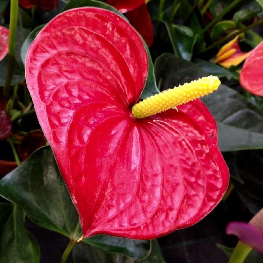 Antúria andreanum 10