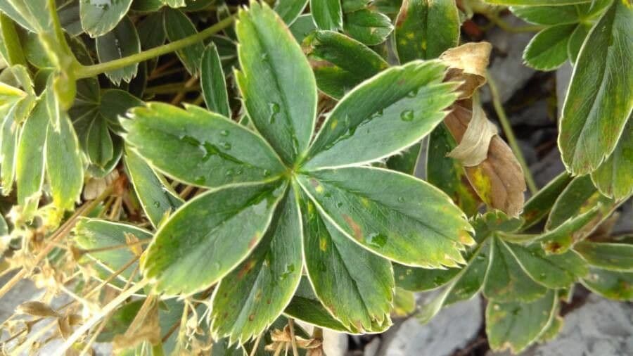 Alchemilla congiunta 15