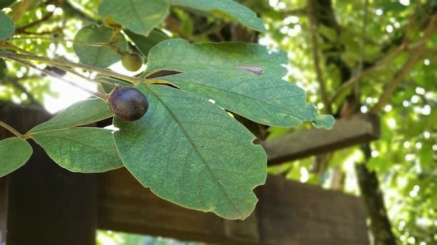 Vitex polygama 4