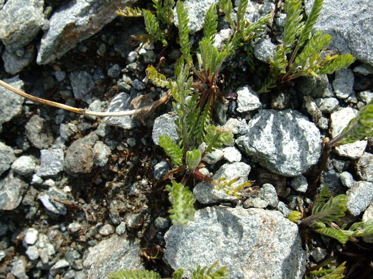 Zwerg-Schafgarbe 8