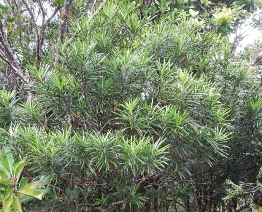 Podocarpus 2