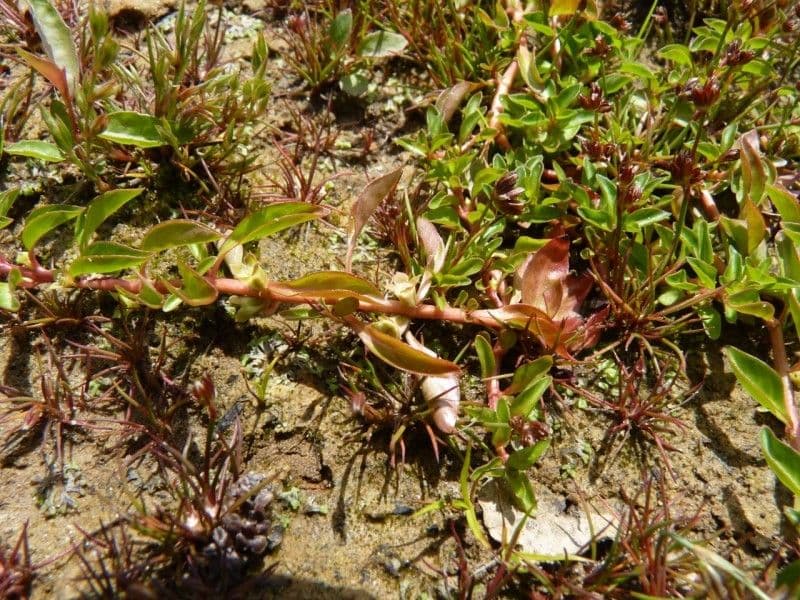 Isnardia 25