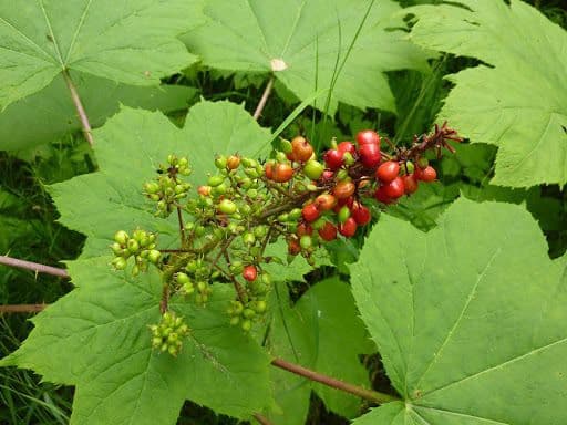 Oplopanax horridus