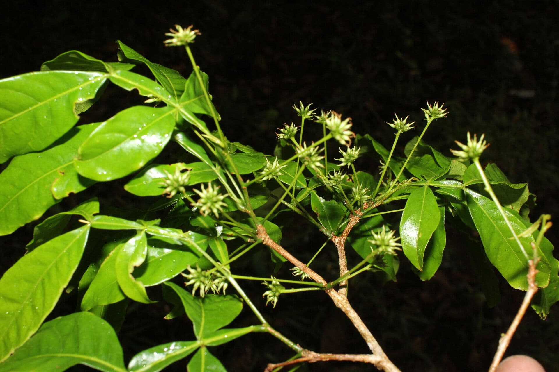 Inga 8