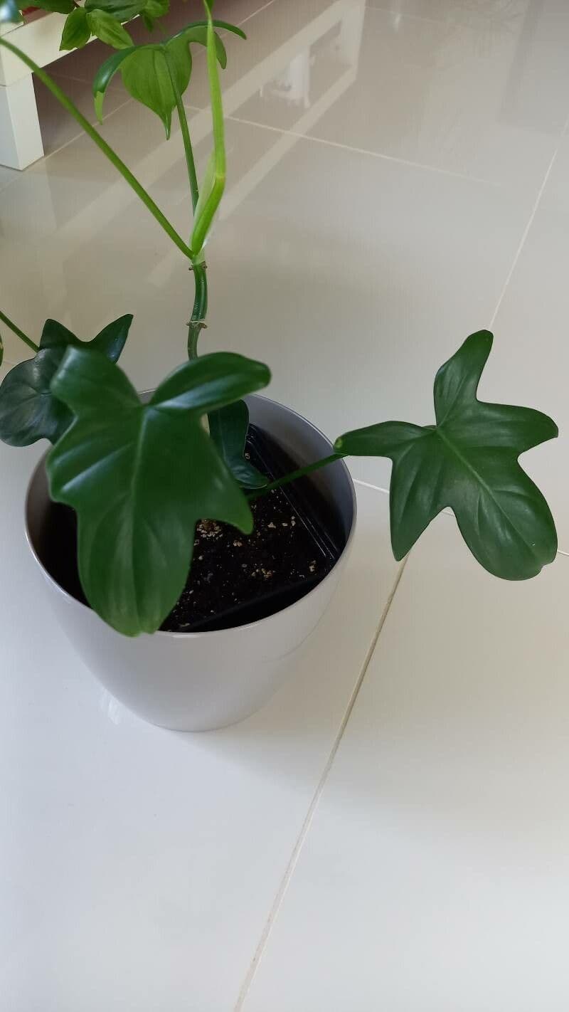 Philodendron violon 4