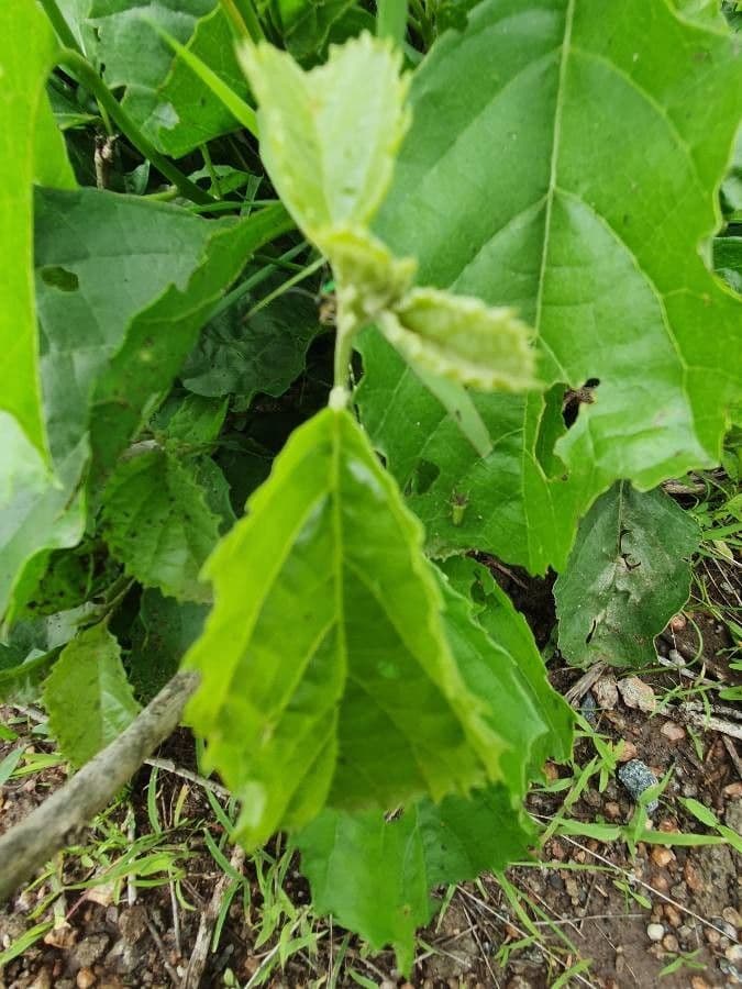 Cordia 7