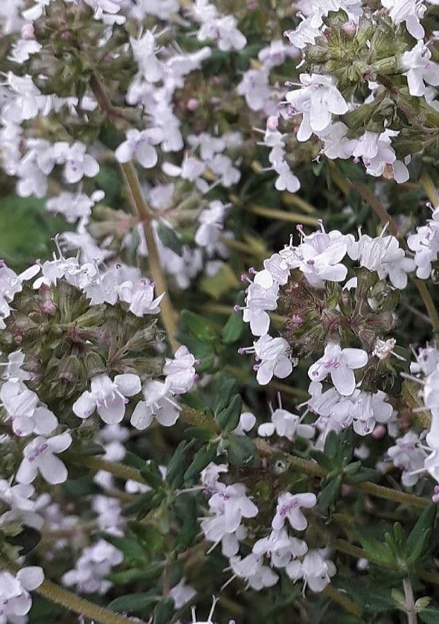 Thym commun 8