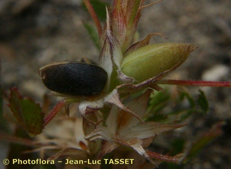 Ononide minuscola 2