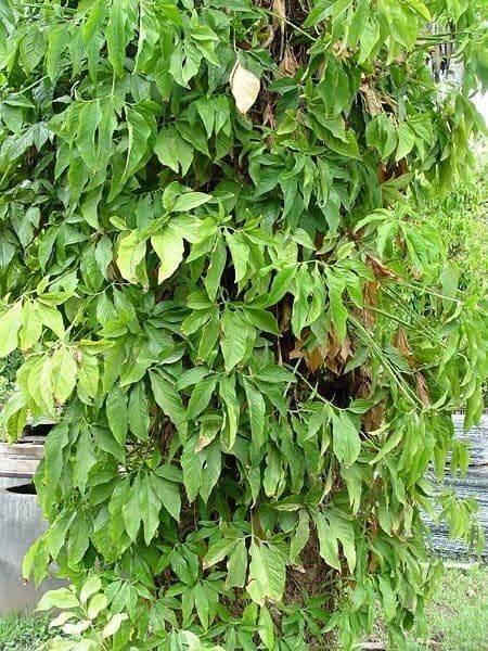 Syngonium 11