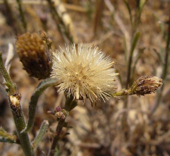 Erigeron