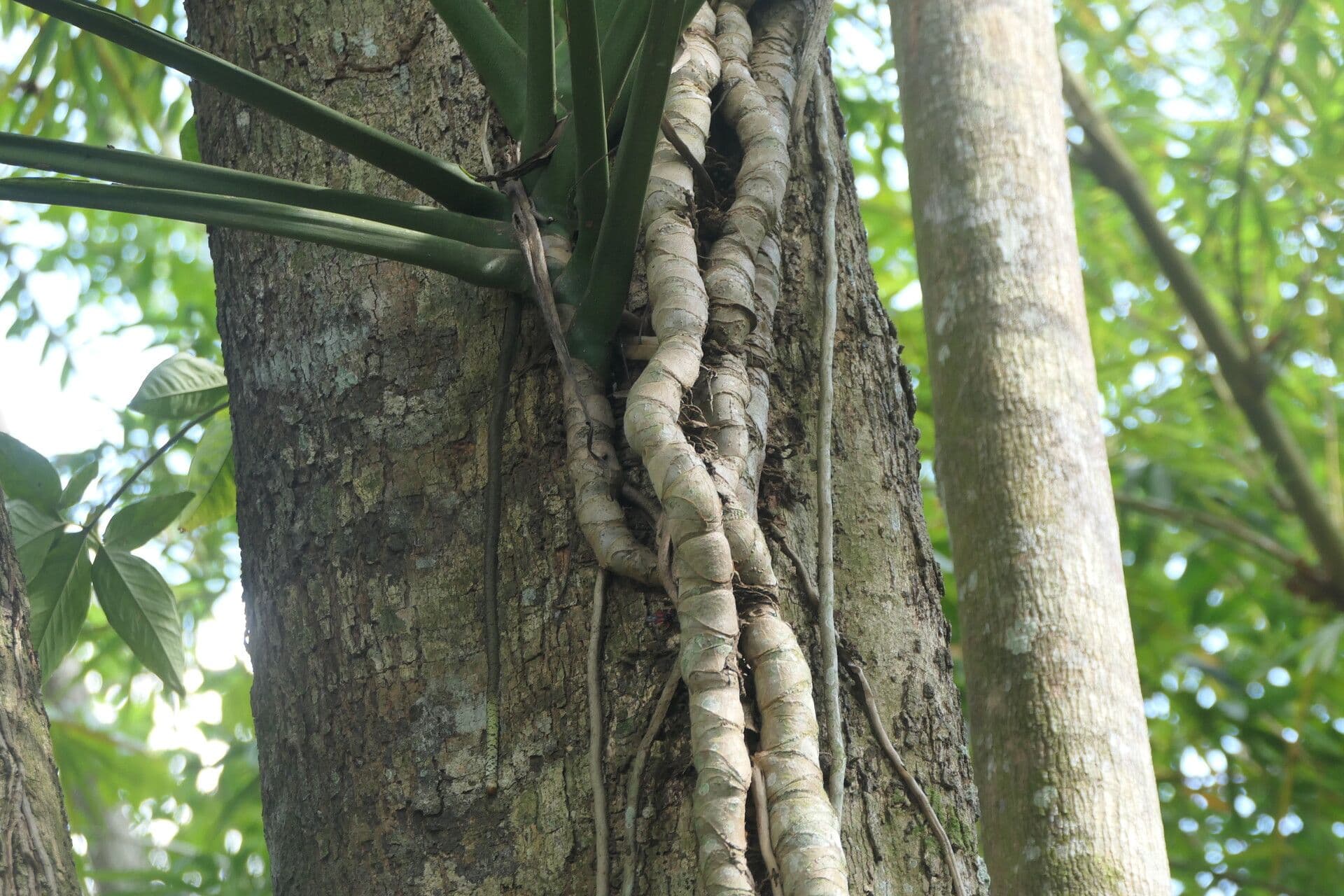 Monstera dubia 8