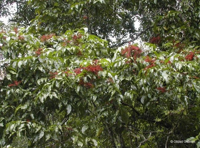 Elattostachys 13