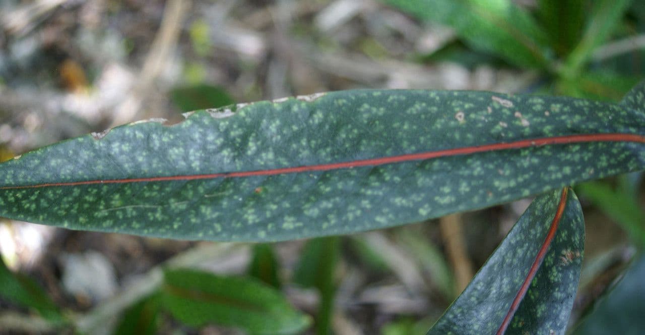 Coptosperma borbonicum 10