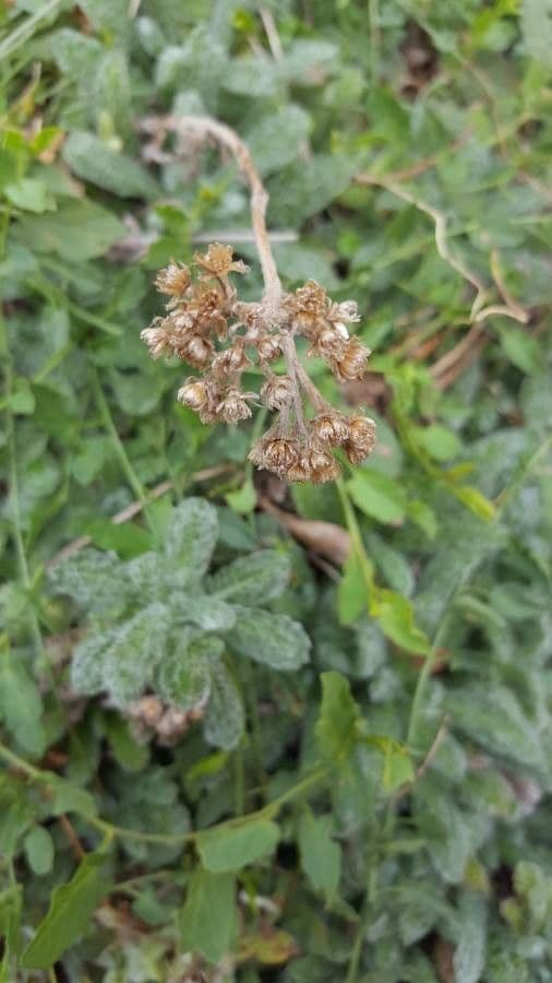 Achillea tomentosa