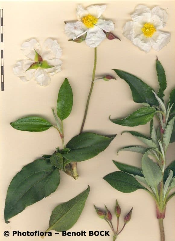 Cistus vavřínolistý 26