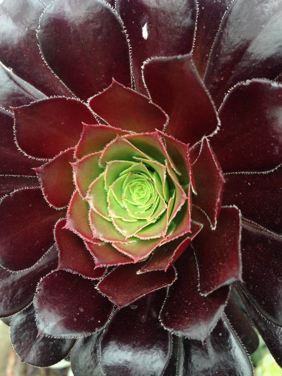 Aeonium 18