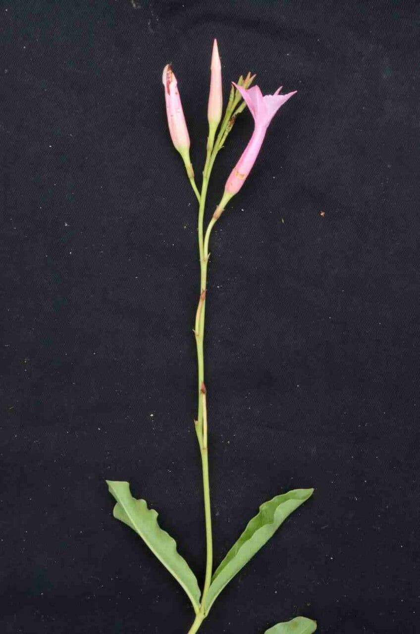 Mandevilla 7