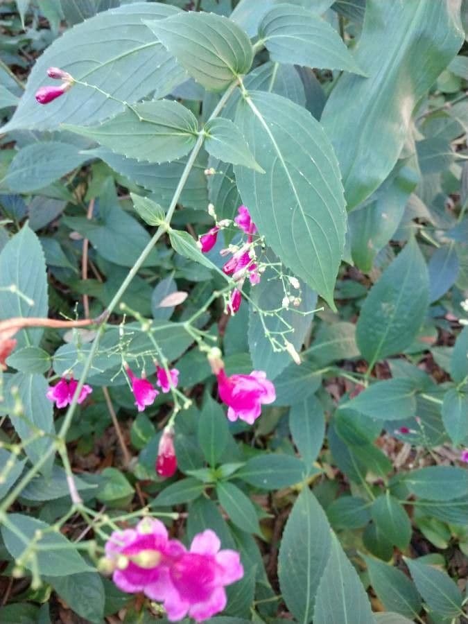 Strobilanthes 12