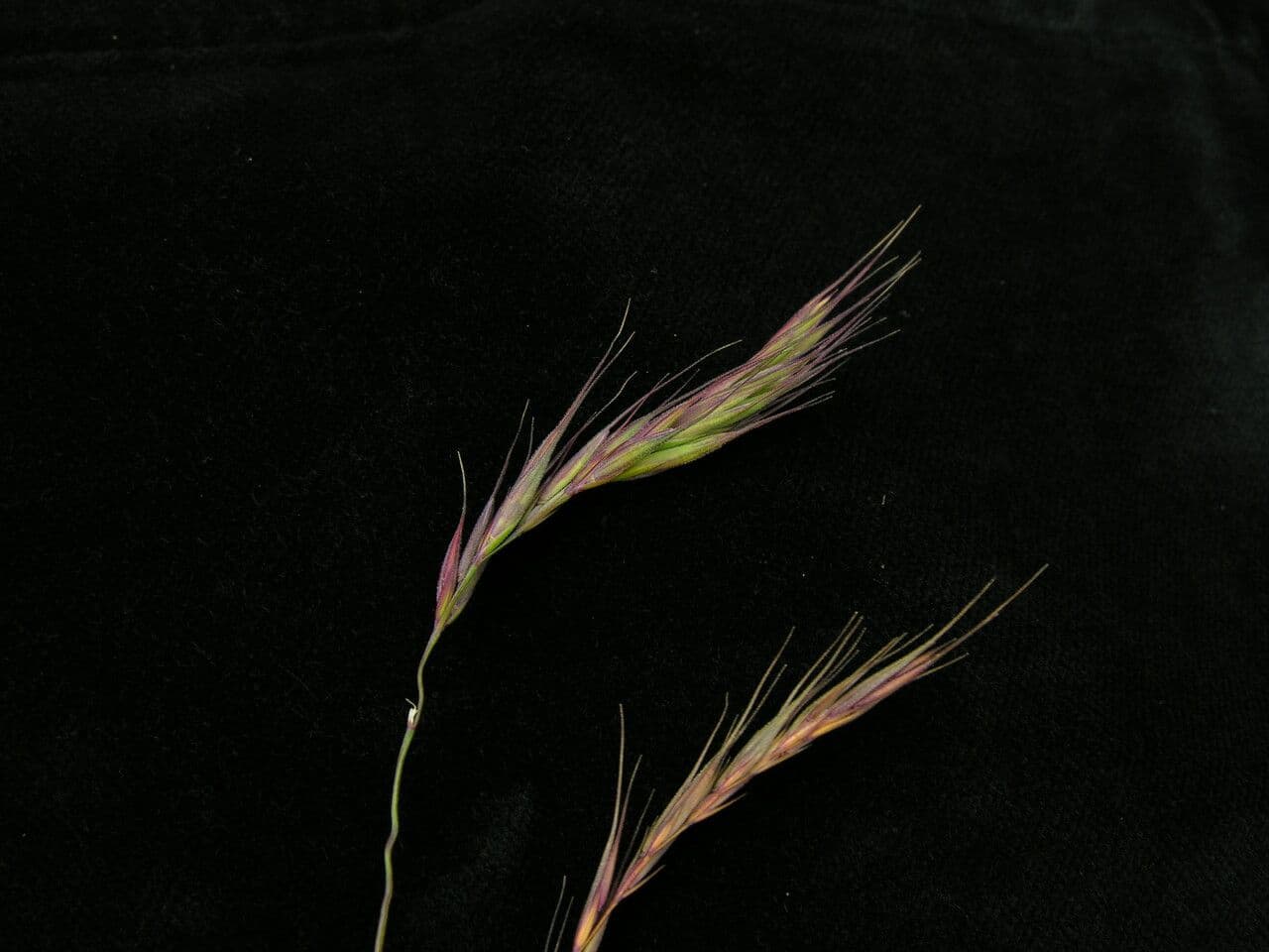 Elymus nutans 3