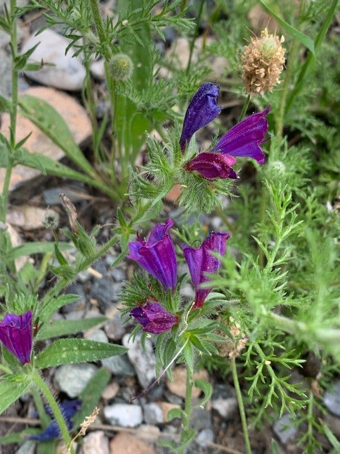 Flor morada 28