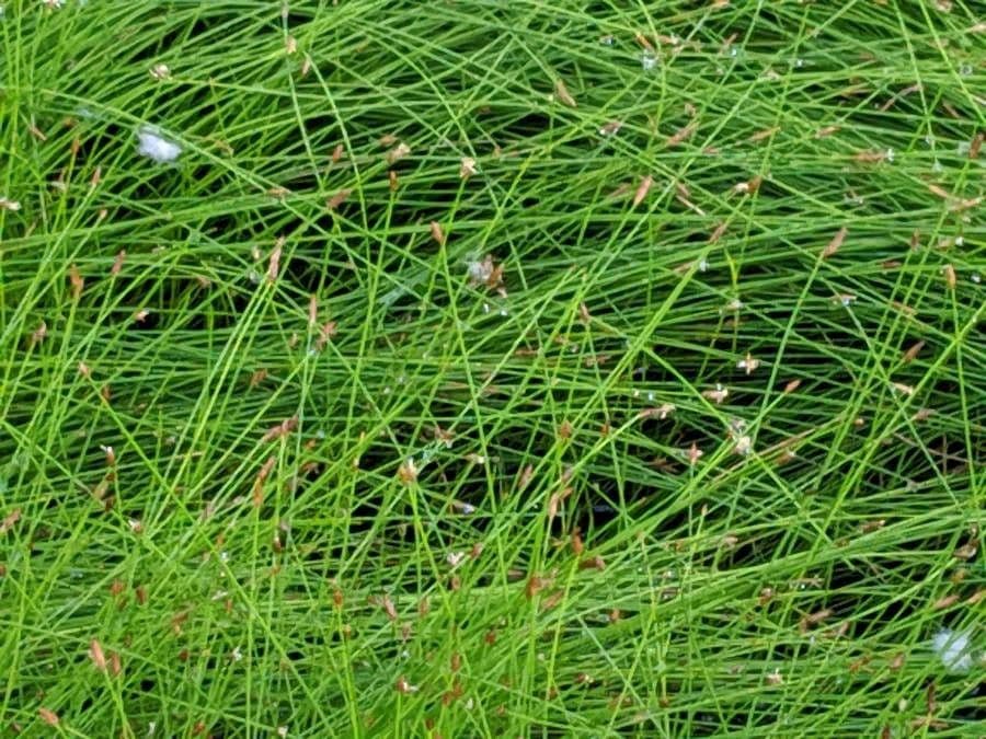 Giunco filiforme 18