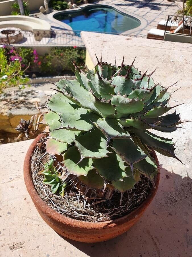 Agave 10
