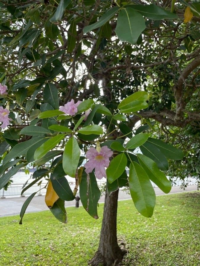 Roble blanco 22