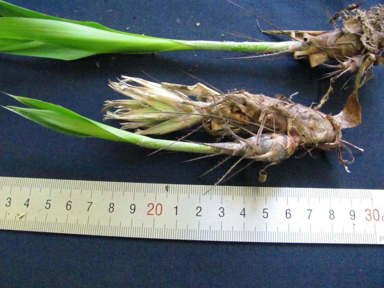 Pitcairnia 4