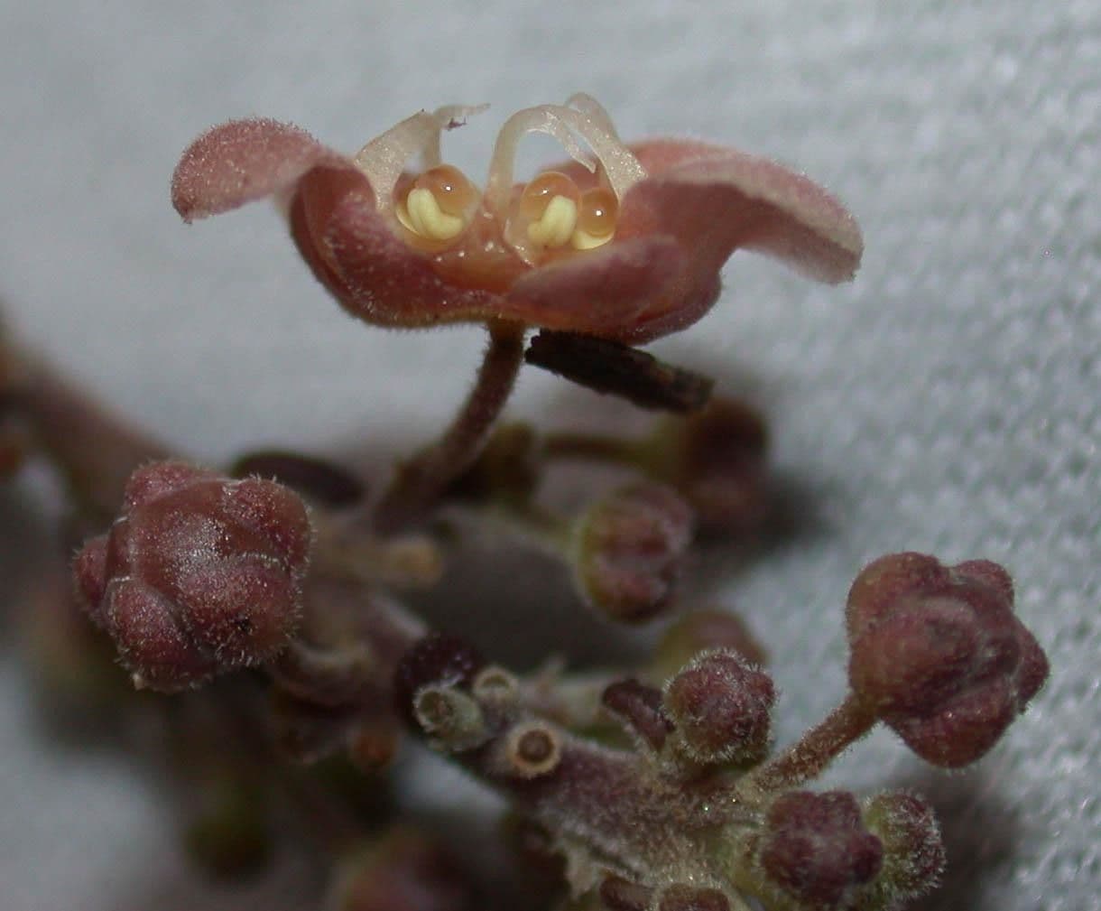 Fevillea cordifolia 8
