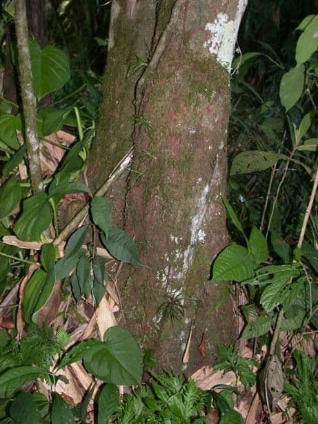 Saurauia 16