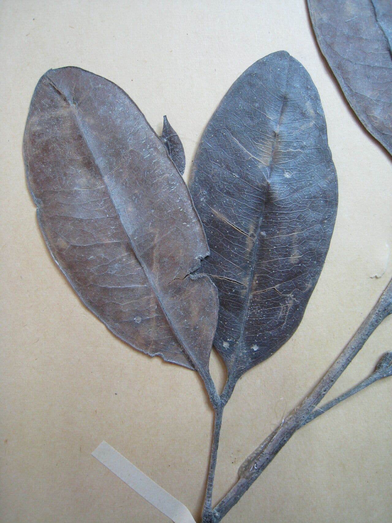 Talisia