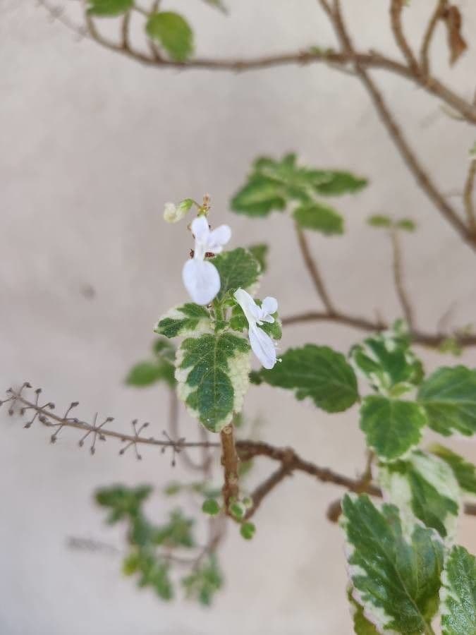 Coleus