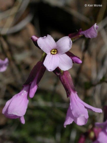 Arabis