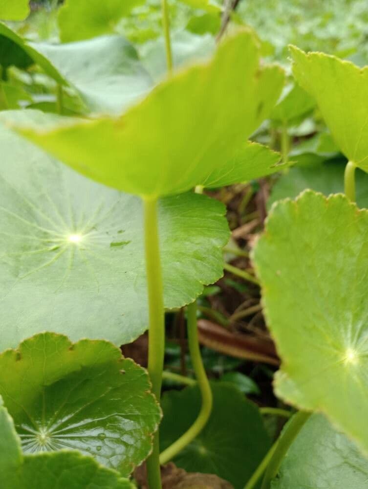 Hierba de San Guillermo 18