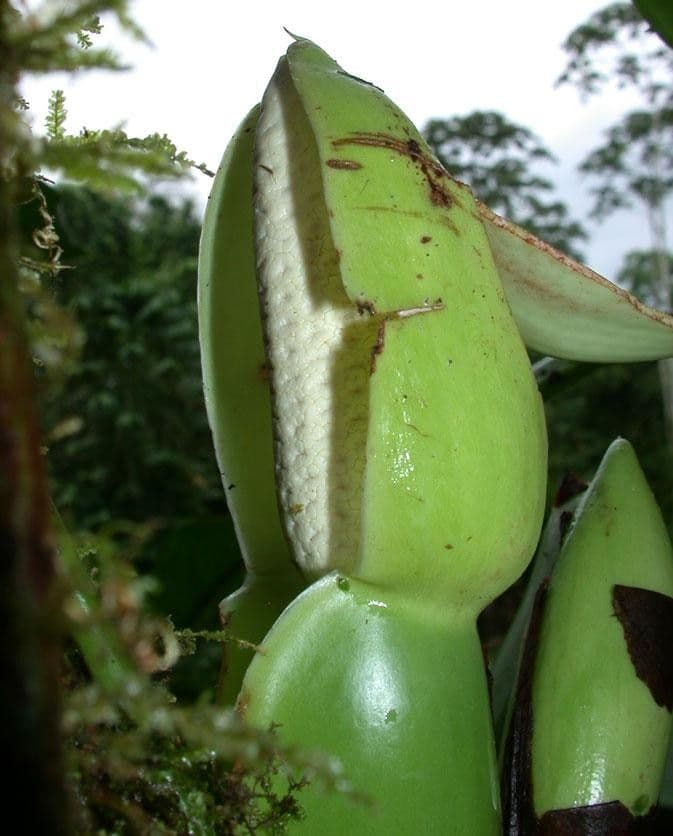 Syngonium 2