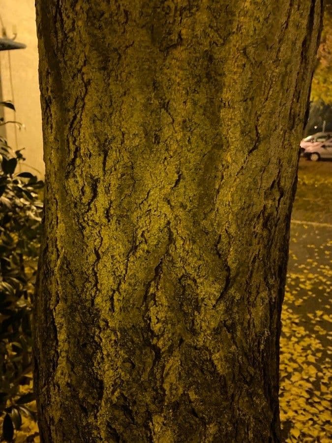 Ginkgo 22