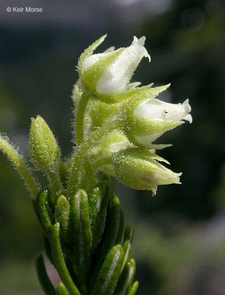 Gelbe Bergheide 4