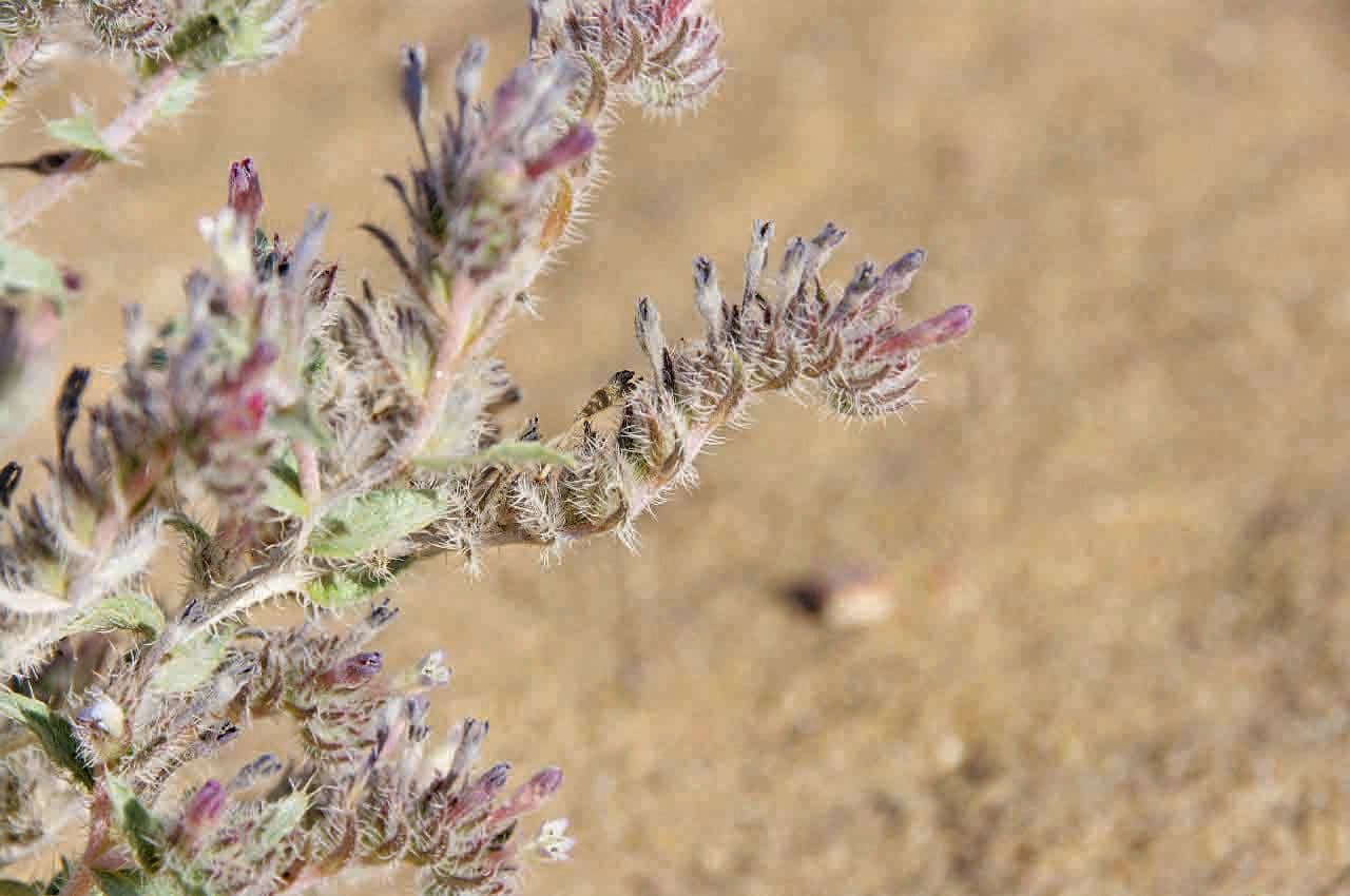 Moltkiopsis ciliata 2