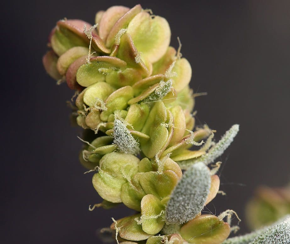 Grayia spinosa 4