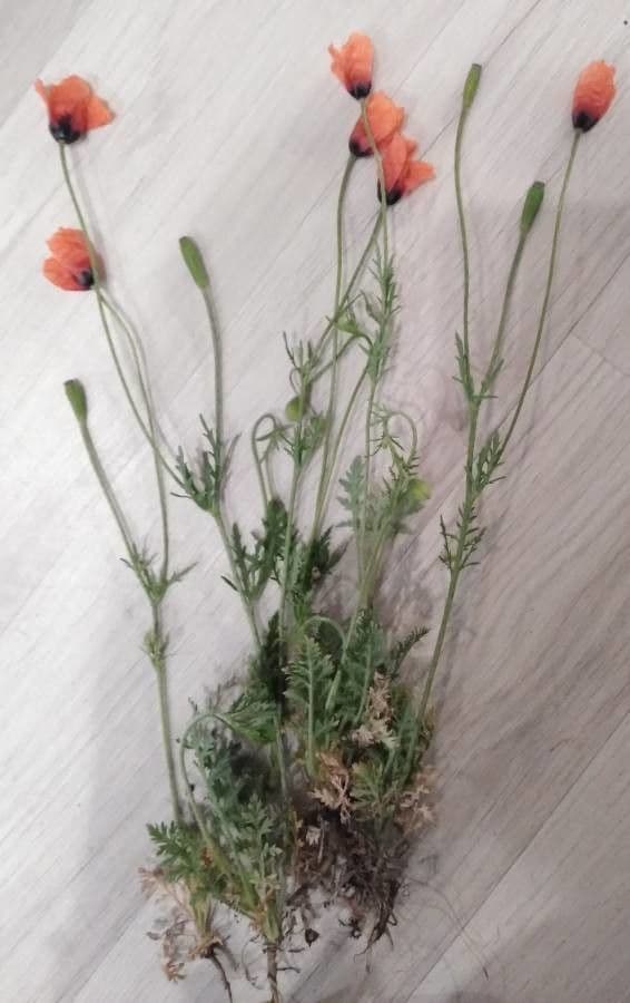 Sand-Mohn 14