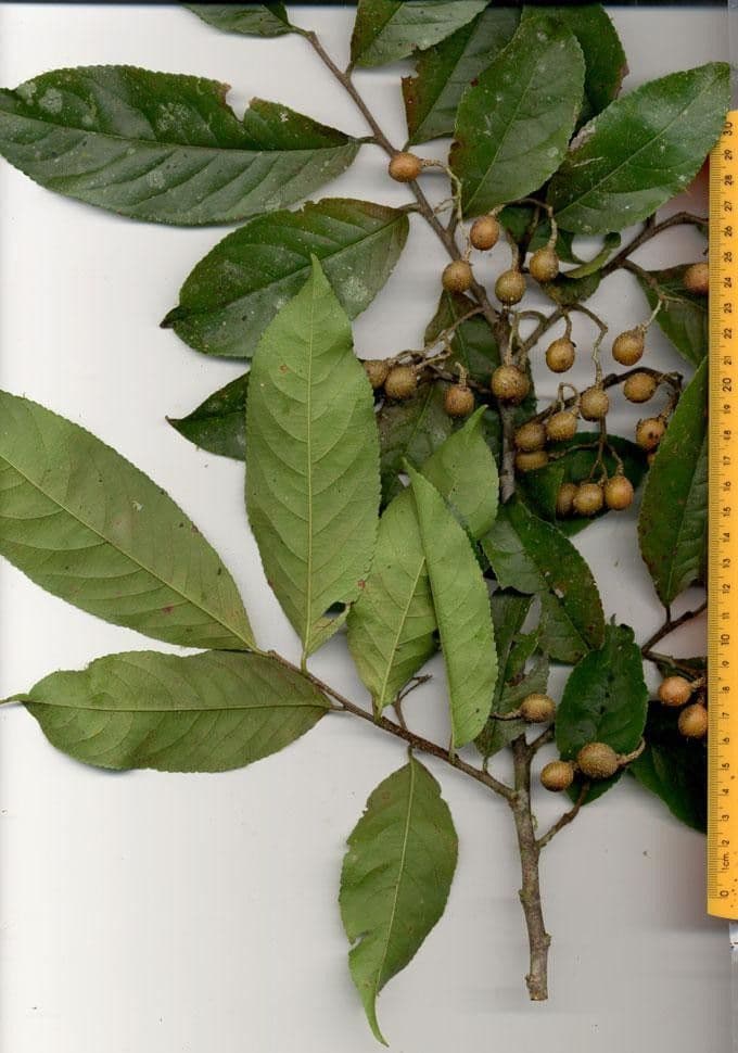 Casearia corymbosa 20
