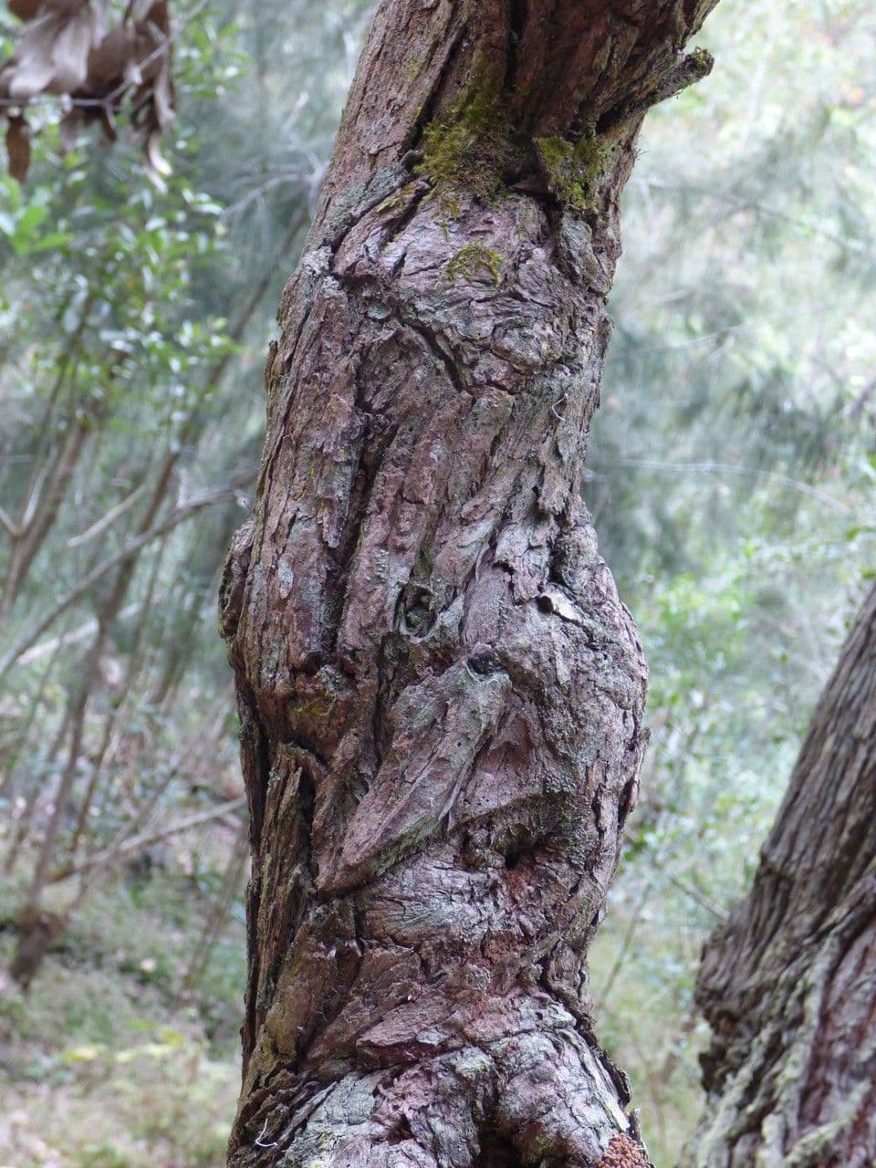 Robust-Eukalyptus 22