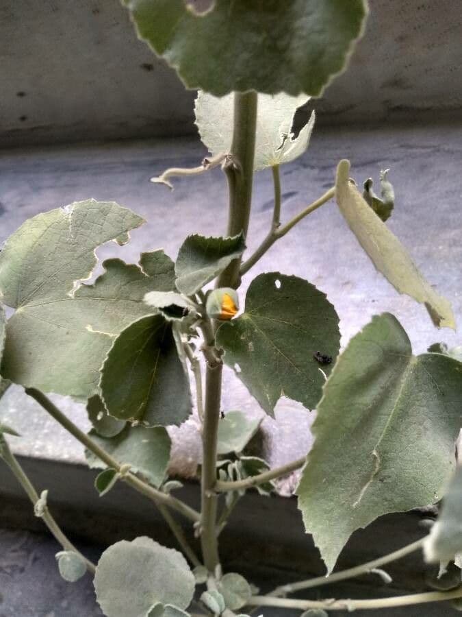 Abutilon 6