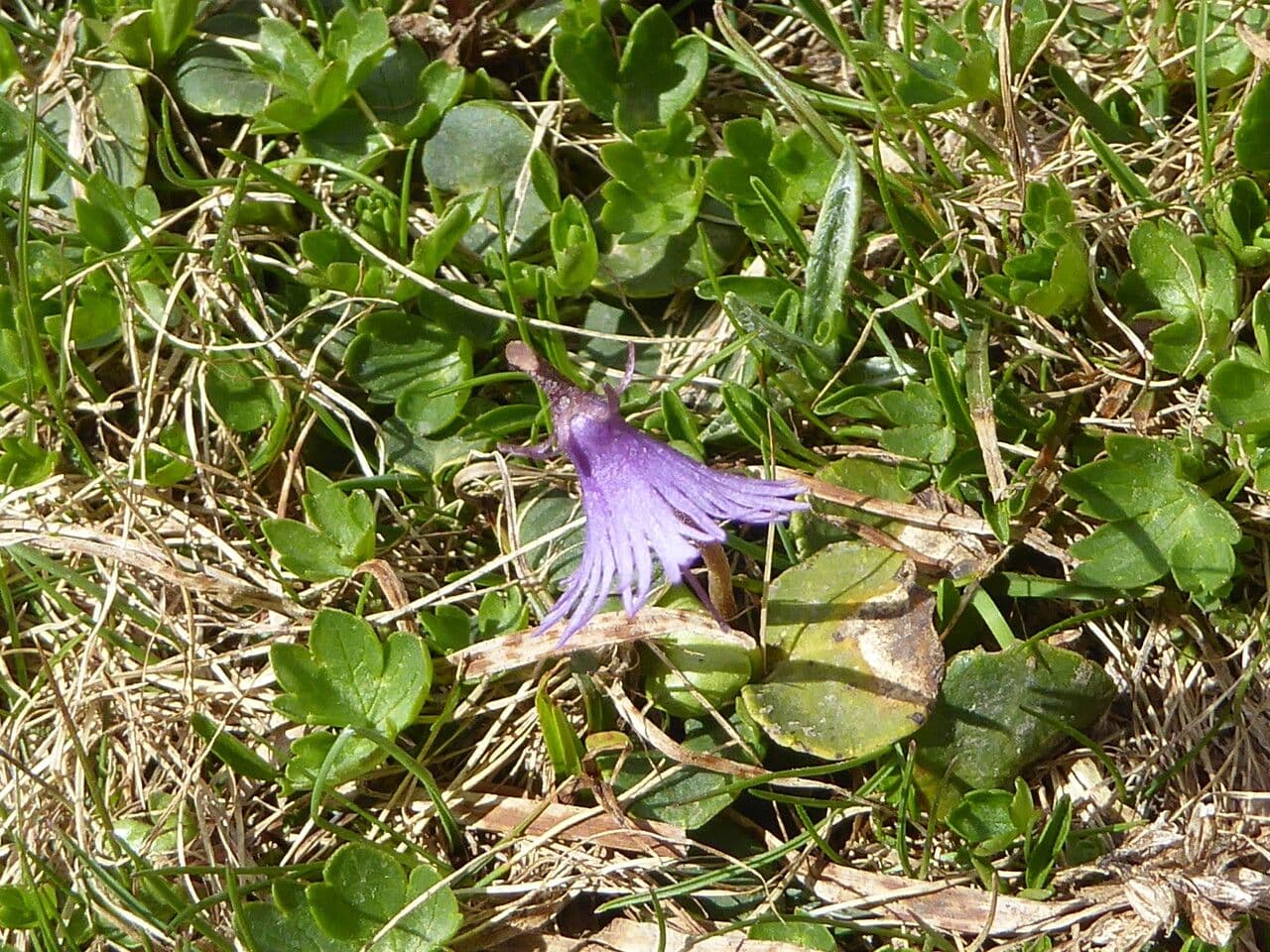 Soldanella comune 11